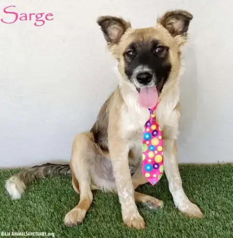 Sarge