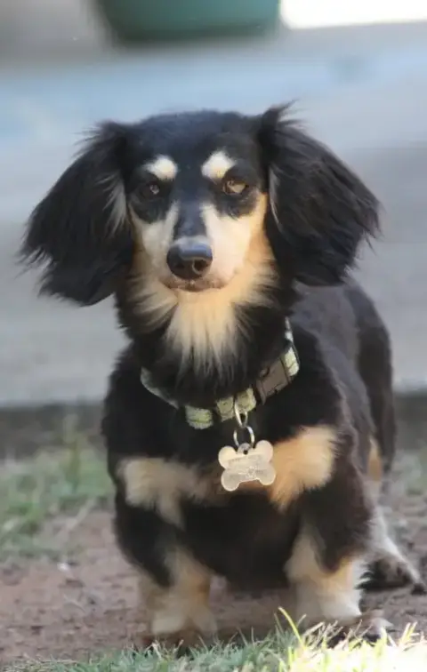 Nutmeg2