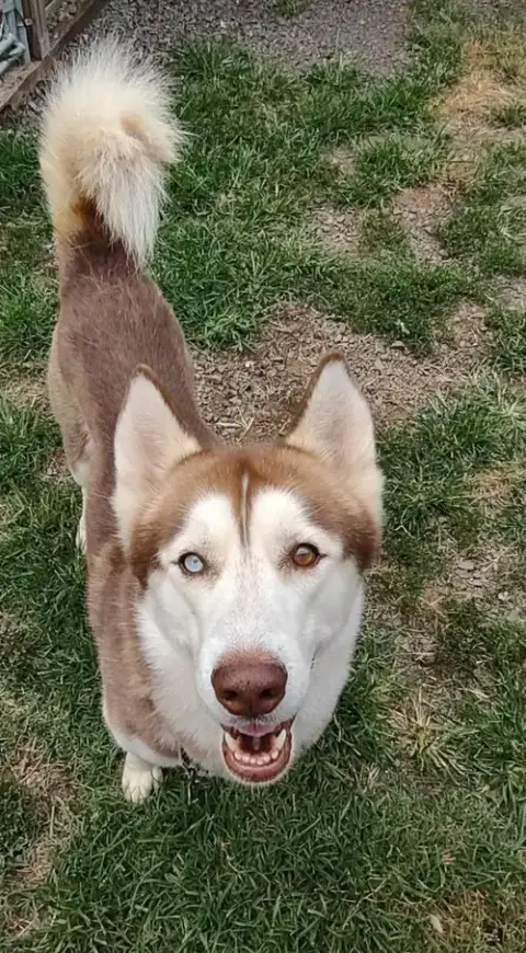 Blaze photo 4