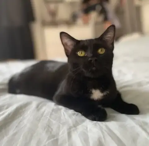 Yolette Jr.