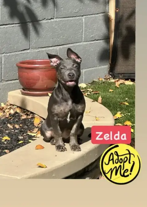 Zelda photo 2