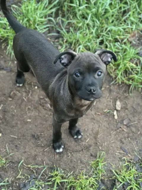 Aggie