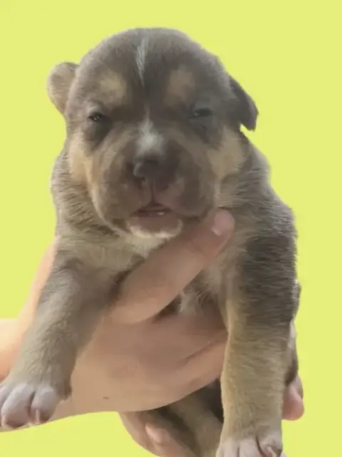 Momma Iris' Litter: Gnocchi photo 5