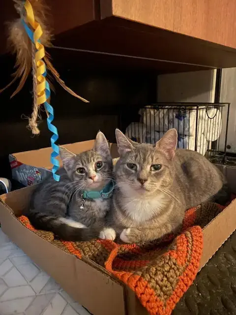 Juniper & Ollie photo 2