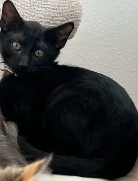Onyx 4