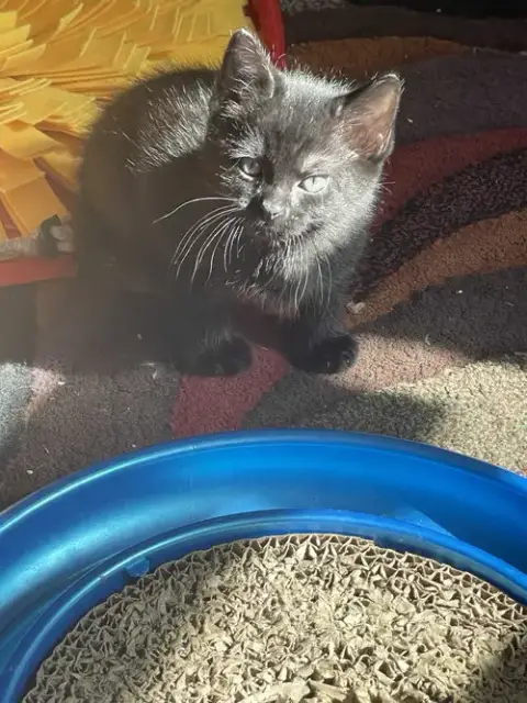 Maurice