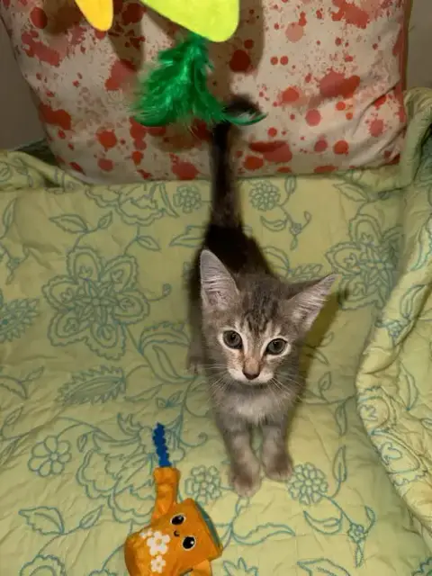 Milo photo 2
