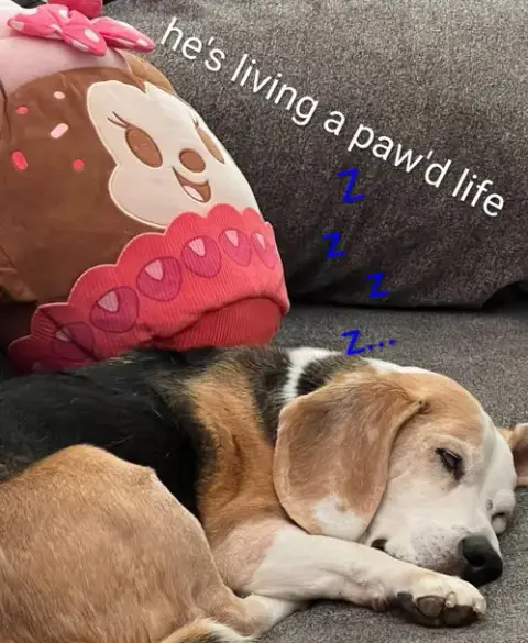 Solo-Sweet Senior! Adopted 6/7/26 photo 5