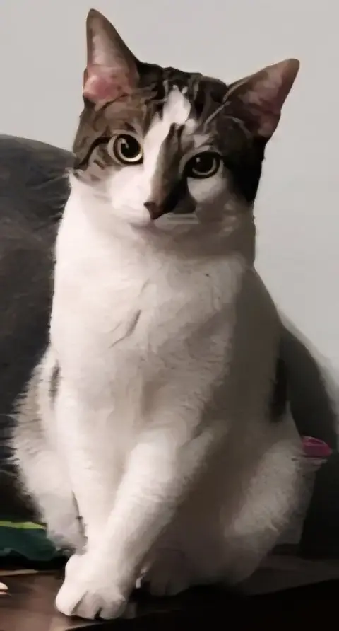 Goose