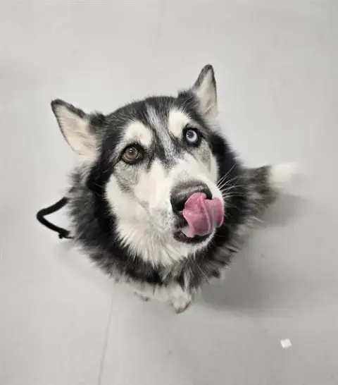 Balto