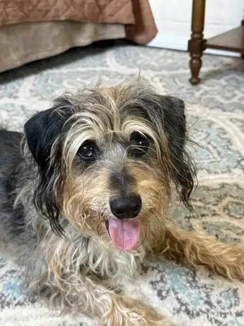 Shaggy photo 2