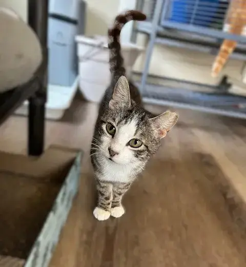 Frankie -Gentle Sweetheart