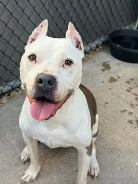 Paloma