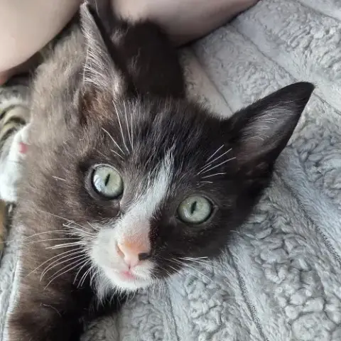Deuce