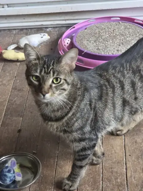 Peaches