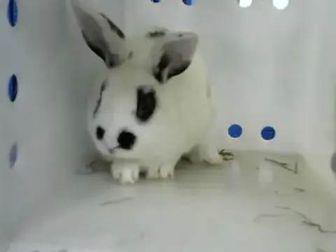 Bongo