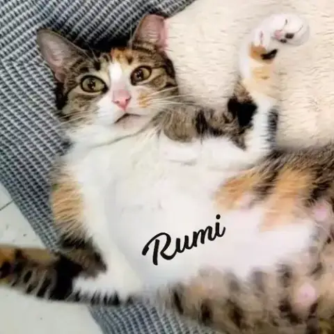 Rumi #Furry-Comforter
