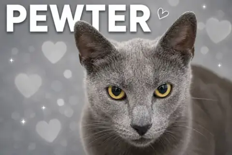 Pewter