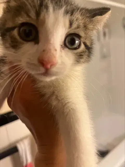 Peppa Kitten