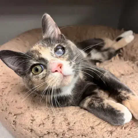 Caramel