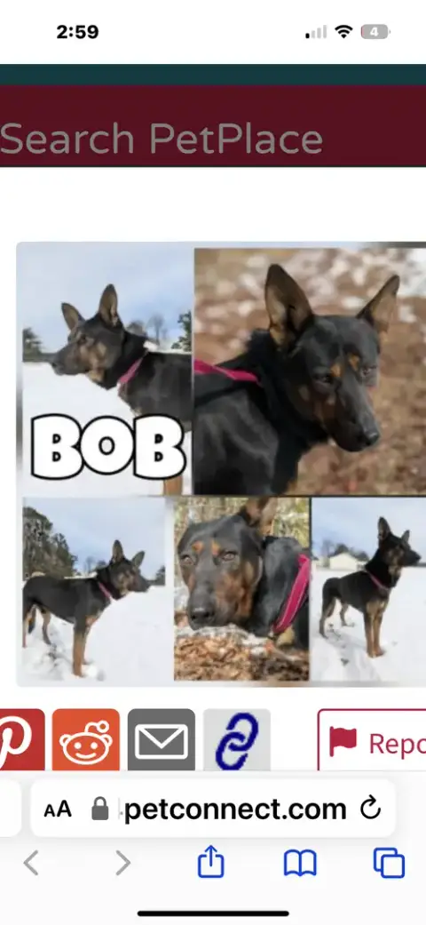 Bob