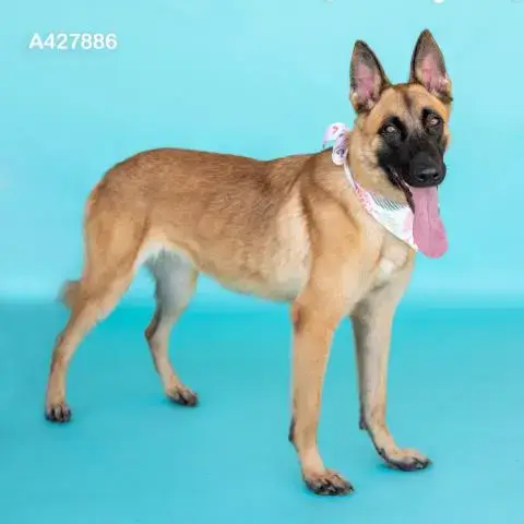 Roxie