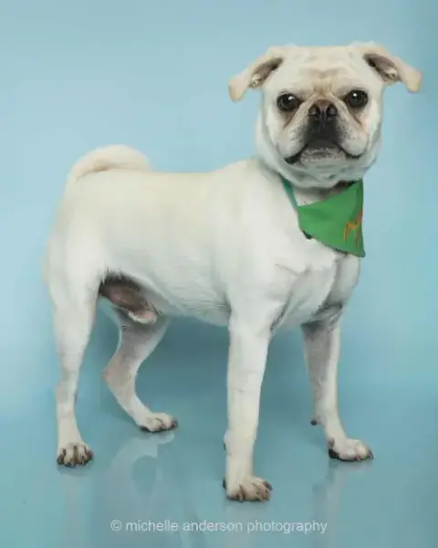 Pugsley photo 5