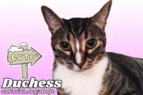 Duchess photo 4