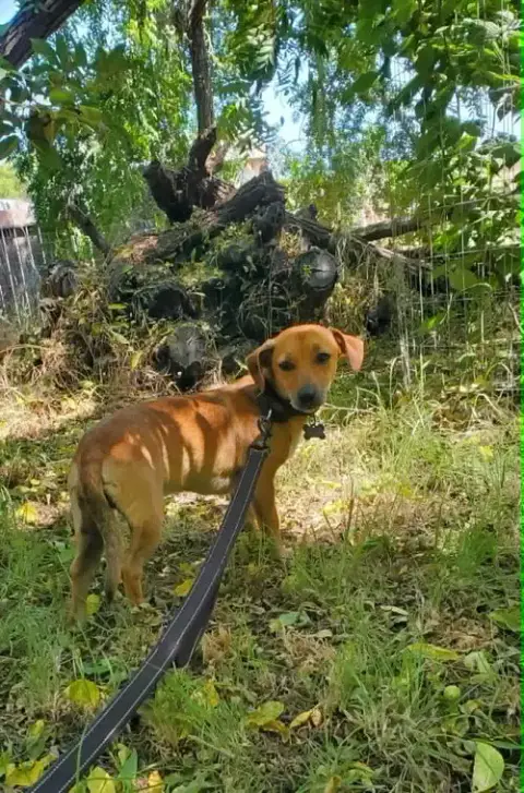 Milo photo 3