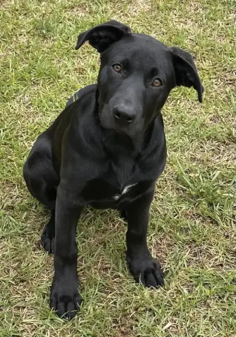 Cheddar