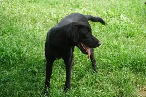 Simon