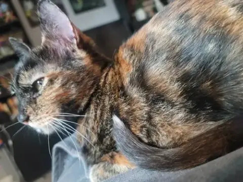 Pepper