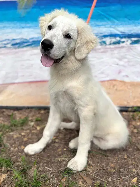 Murphy photo 3