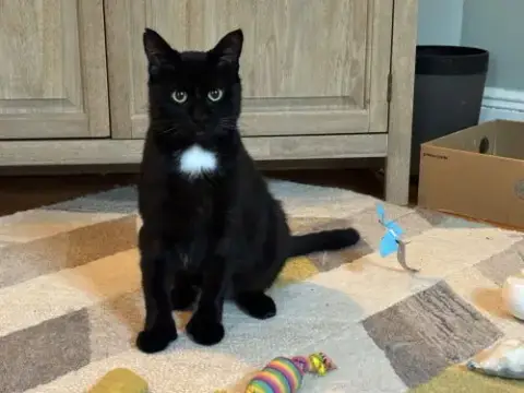 Moet’ The Polydactyl photo 5