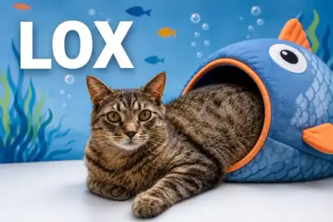 Lox photo 5