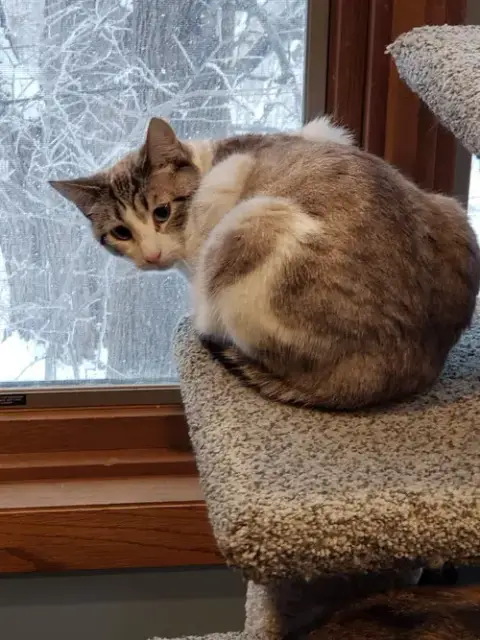 Purrscilla