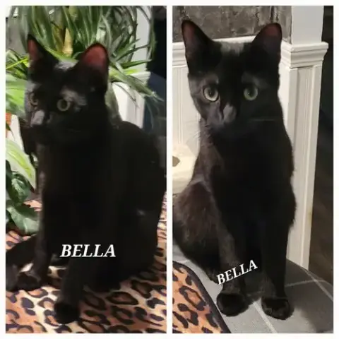 Bella -Cp photo 3