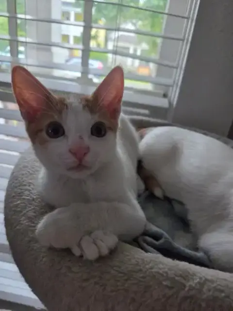 Pickles =^.^= photo 2