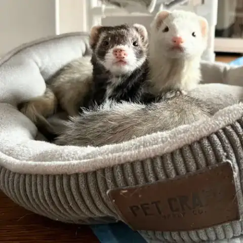 Bella & Mango & Zoey photo 2