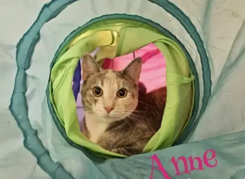 Anne photo 5
