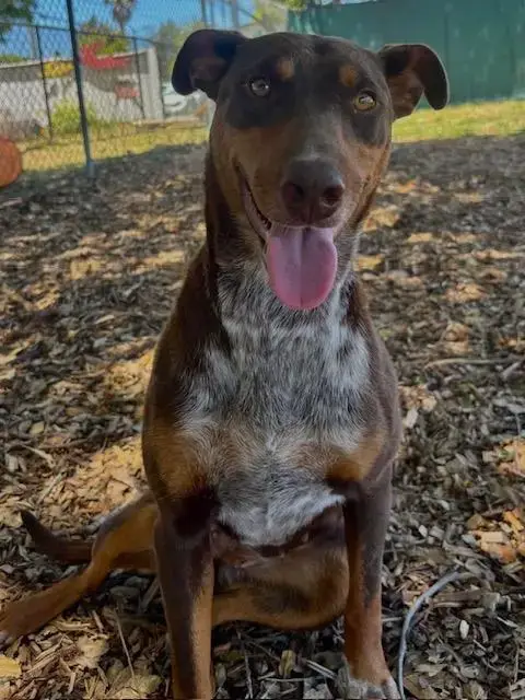 Josie*