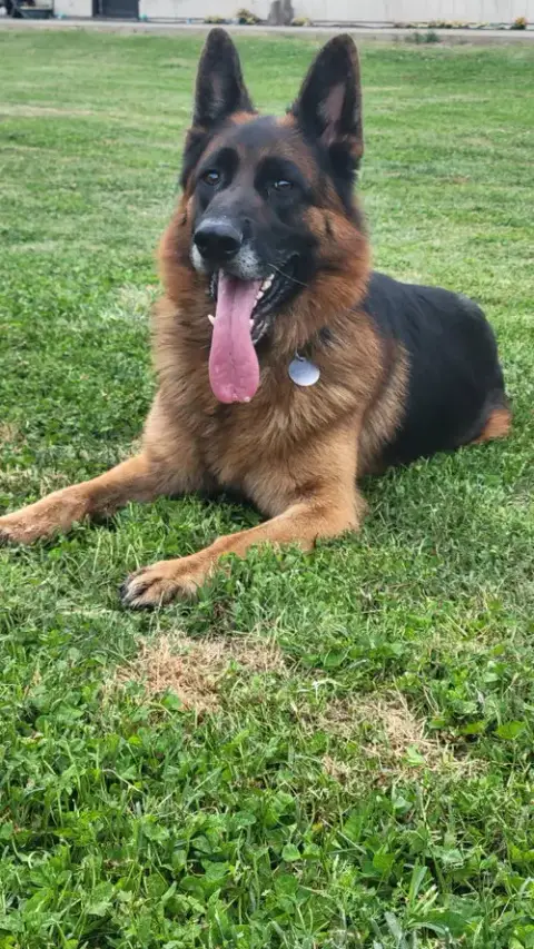 Koda