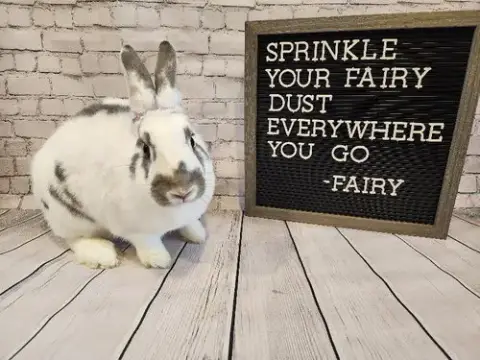 Fairy photo 5