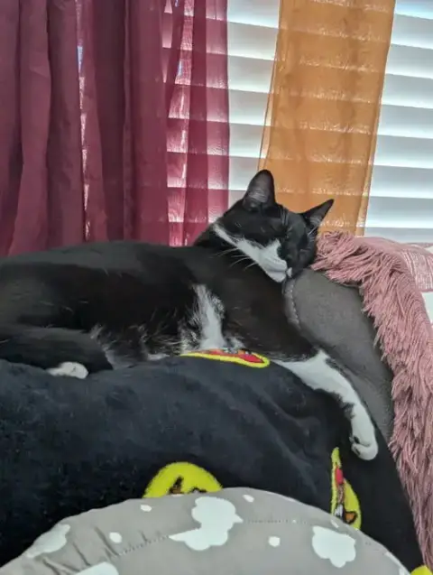 Fatmanbatcat photo 2