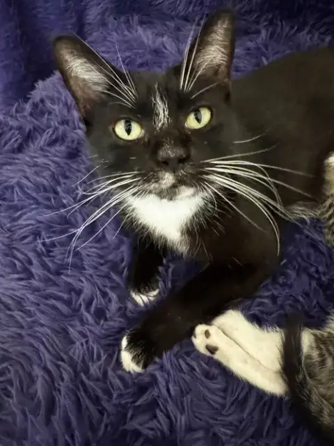 Nyxie