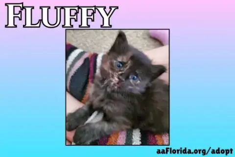 Fluffy