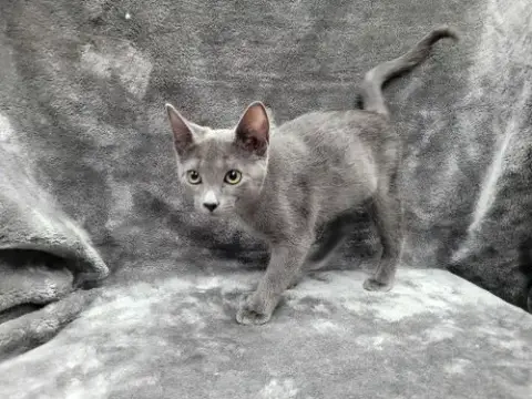 Alpha photo 4