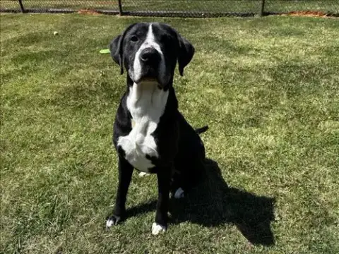 Rex