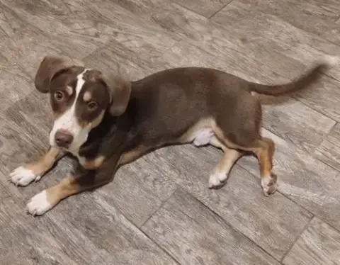 Harlow-Adopted 5/10/26 photo 3