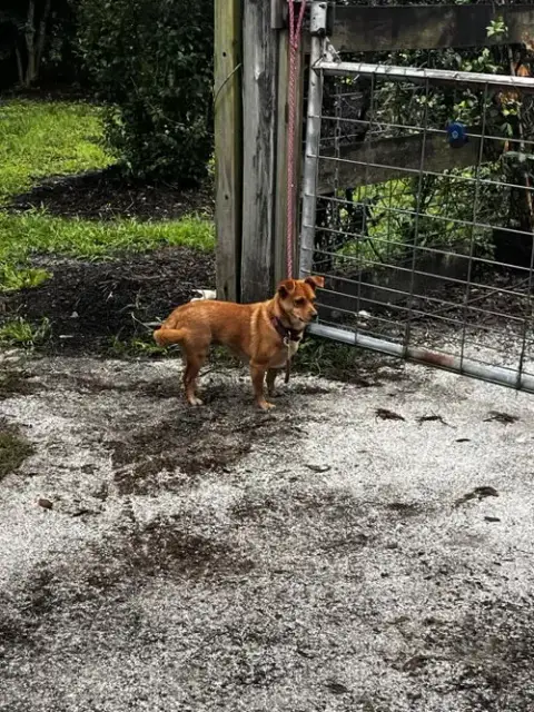 Rosie
